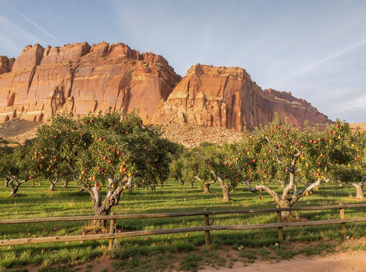 A historic fruit orchard with apple and pear trees in front of red sandstone cliffs
